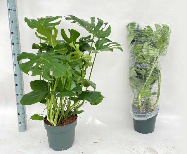 Monstera Deliciosa