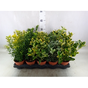Euonymus japon.   ...mix