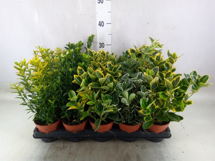 <h4>Euonymus japon.   ...mix</h4>