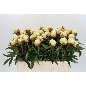 Paeonia ivory victory