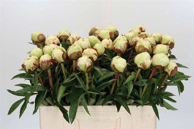 <h4>Paeonia ivory victory</h4>
