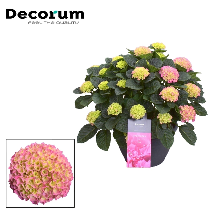 <h4>Hydrangea Pink in sierpot 20+ kop (Decorum)</h4>