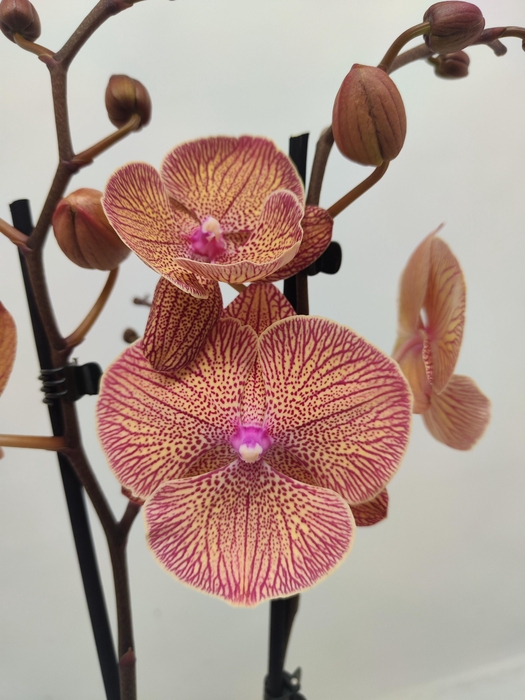 <h4>Limited 37 week 2</h4>