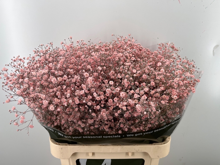 <h4>GYPS KLB H%</h4>