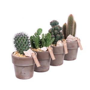Cactus 8,5 cm in grijs/bruine pot met rand met grind, keien en e