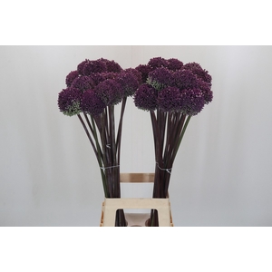 Allium Summer Drummer