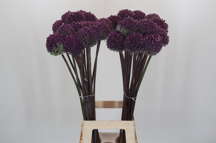 Allium Summer Drummer