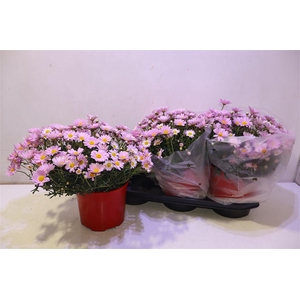 arr8 Arg Stella 2000 Pink