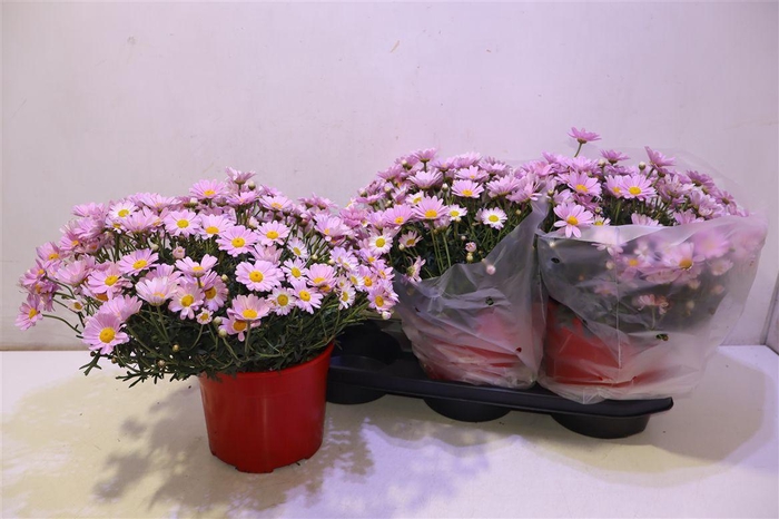 <h4>arr8 Arg Stella 2000 Pink</h4>
