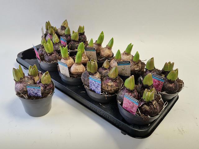 <h4>Hyacin Gem 3 Kl</h4>