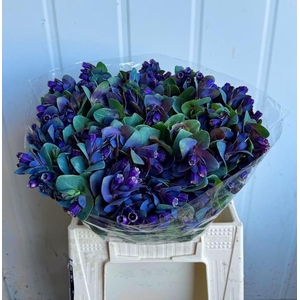 CERINTHE M PRIDE O G