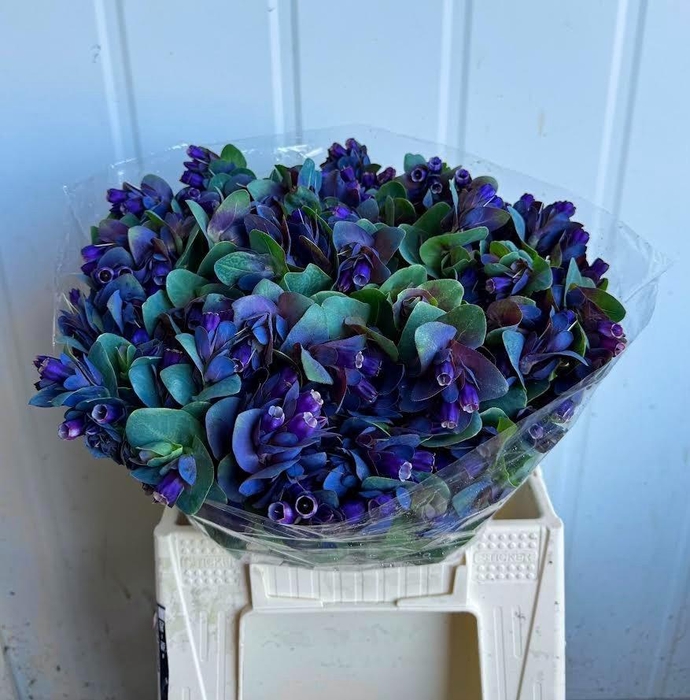 <h4>CERINTHE M PRIDE O G</h4>