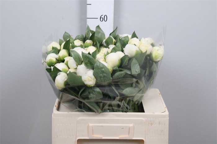 <h4>Paeo L Duches D Nemo</h4>