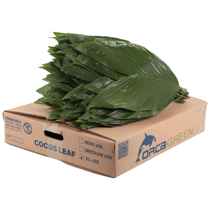 <h4>Cocos Xl Orca</h4>