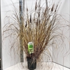 Pennisetum alopecuroides