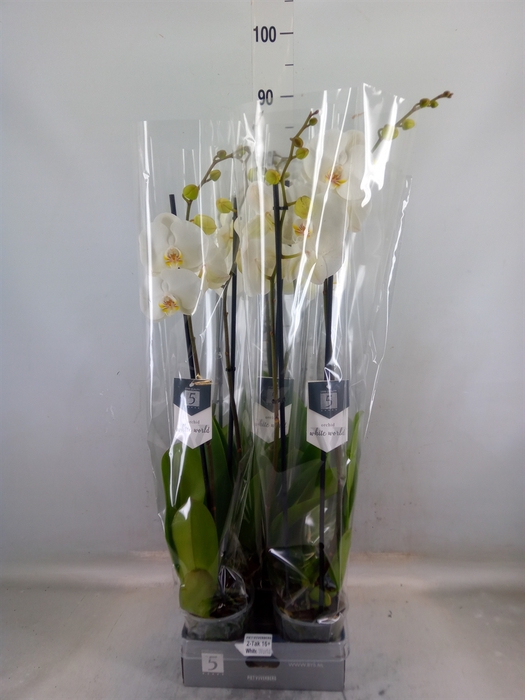 <h4>Phalaenopsis  'White World'</h4>