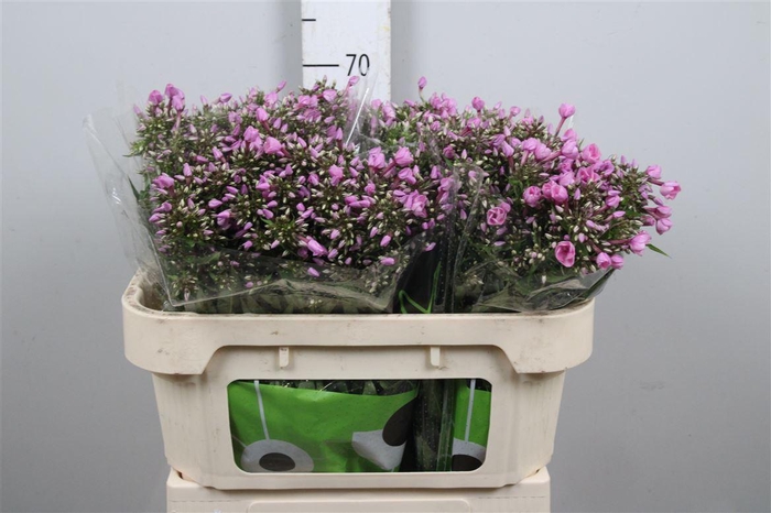 <h4>Phlox P Pink Eyes</h4>