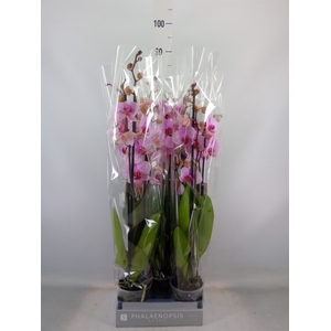 Phalaenopsis  'Ant Washington'
