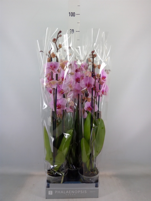 <h4>Phalaenopsis  'Ant Washington'</h4>