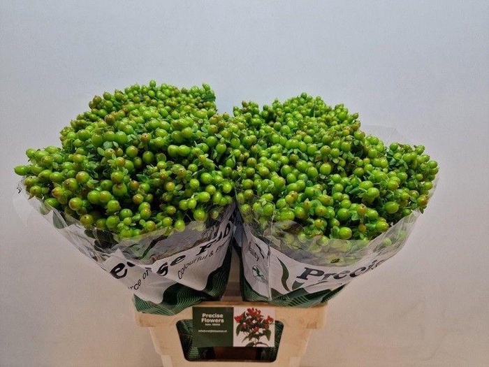 <h4>Hyp Mag Green Power</h4>