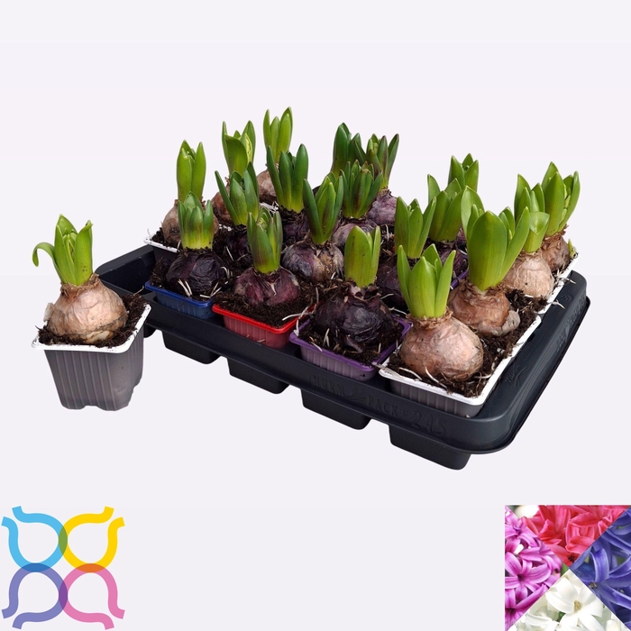 <h4>HYACIN GEM 4 KL</h4>