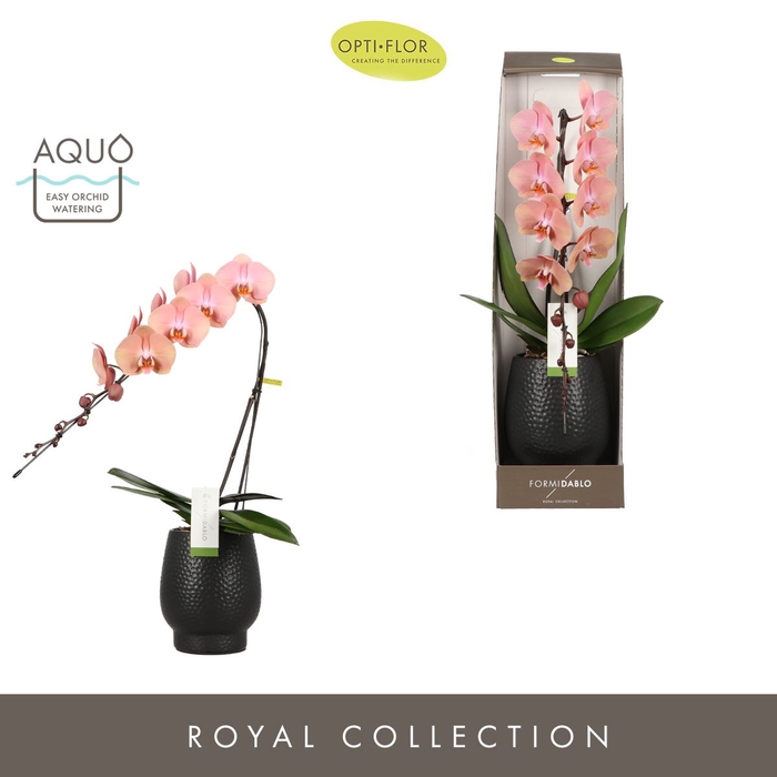 <h4>Phalaenopsis overig oranje (meerder</h4>