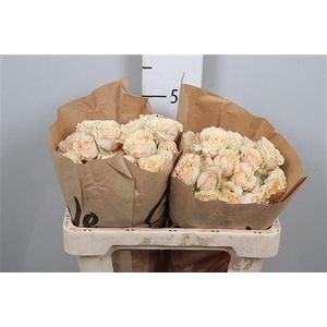 R Tr Sahara Sensation