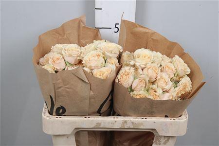 <h4>R Tr Sahara Sensation</h4>