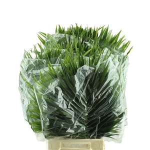 CATPALM 80 CM