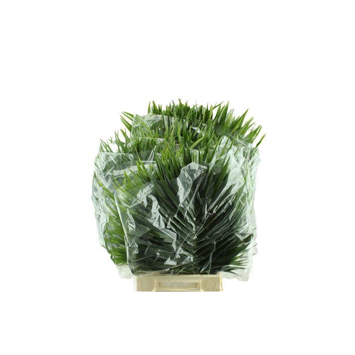 <h4>CATPALM 80 CM</h4>
