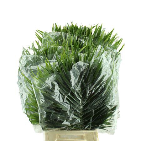 <h4>CATPALM 80 CM</h4>
