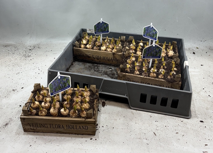 <h4>ARR MUSCARI</h4>