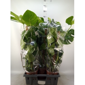 Monstera delic.
