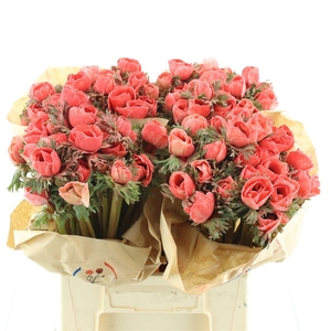 Anemone Powder Coral