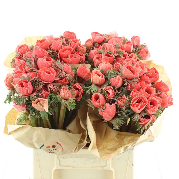 Anemone Powder Coral