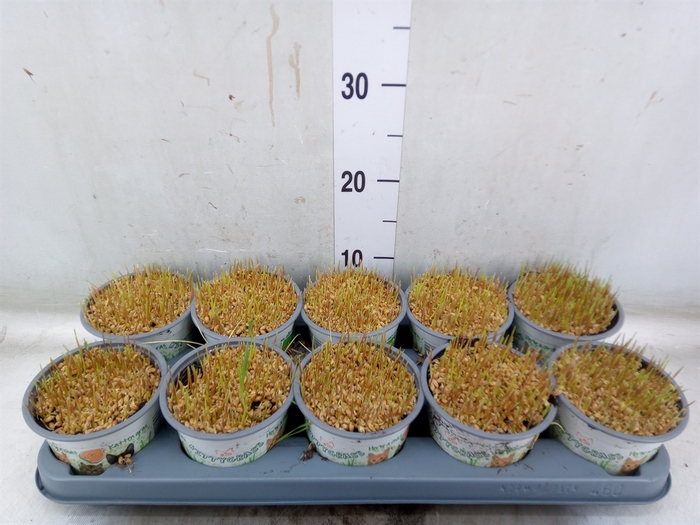<h4>Hordeum sp.   ...kattegras zaai</h4>