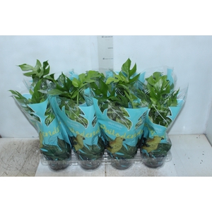PHILODENDRON MINIMA P15