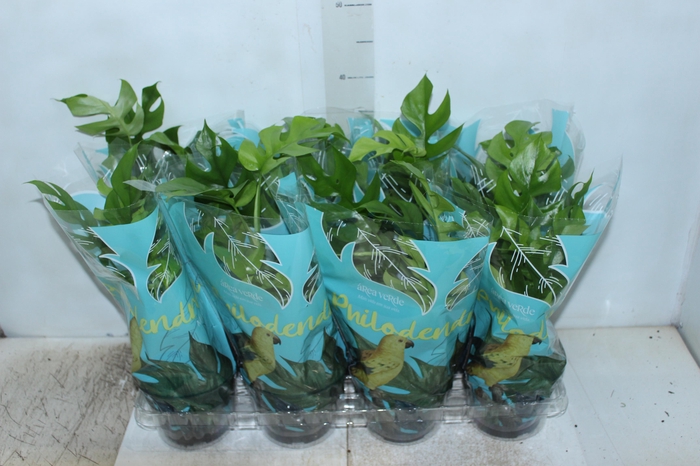 <h4>PHILODENDRON MINIMA P15</h4>