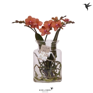 Kolibri Orchids Phalaenopsis Roots orange in glas stolp transparant