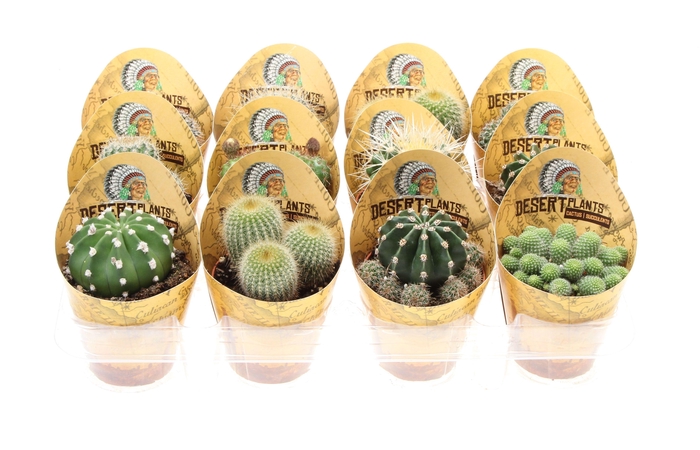 <h4>Potcover desert plants bol mix</h4>