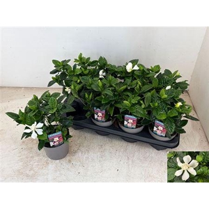 Gardenia Jasminoides 4+