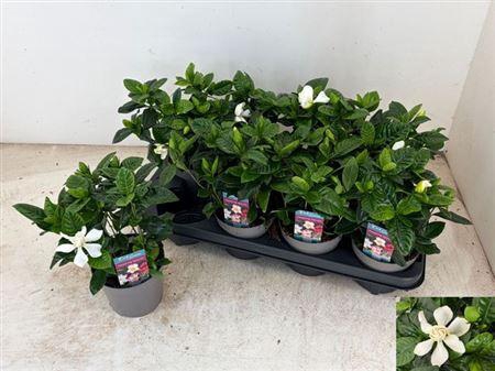 <h4>Gardenia Jasminoides 4+</h4>