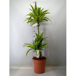 Dracaena fr de 'LemonLime'