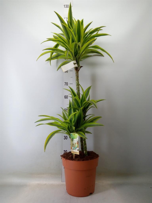 <h4>Dracaena fr de 'LemonLime'</h4>