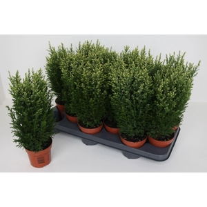 Chamaecyparis laws. Snow White