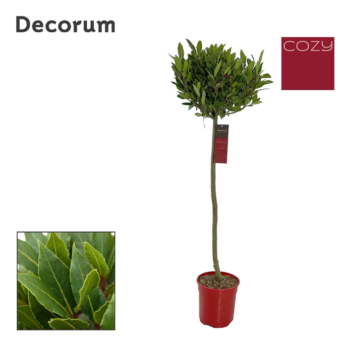 <h4>Laurus nobilis Bol op stam</h4>