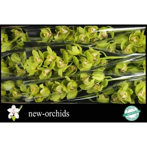 CYMB T OVATI EMERALD