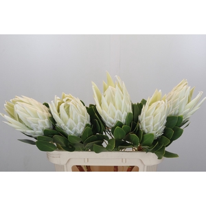 Protea Cyn. Ayoba Arctic Ice