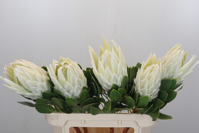 <h4>Protea Cyn. Ayoba Arctic Ice</h4>