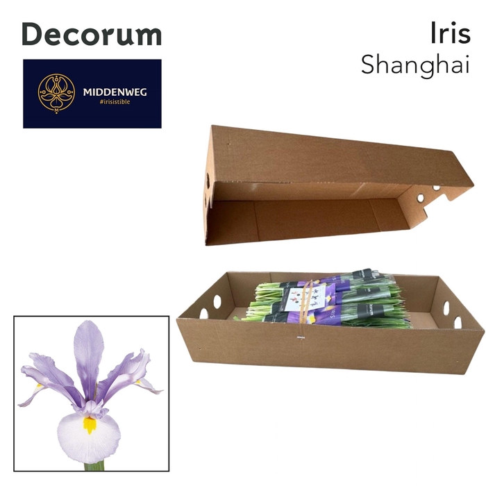 <h4>Iris Shanghai Pre-Packed Decorum</h4>